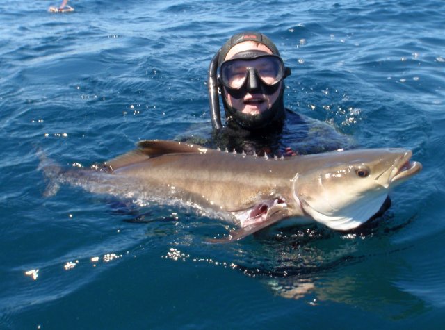 First Cobia